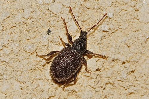 Otiorhynchus rugosostriatus